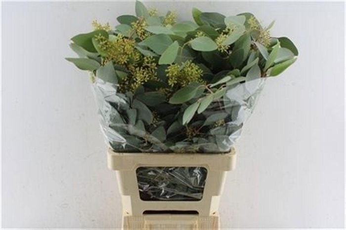 <h4>Euca Populus Berry 300 Gram</h4>