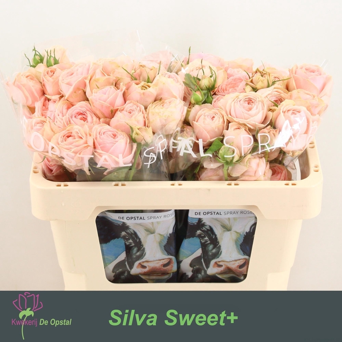 <h4>R TR SILVA SWEET+</h4>