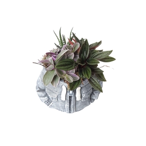 Arr.   Kamerplant Groen L%