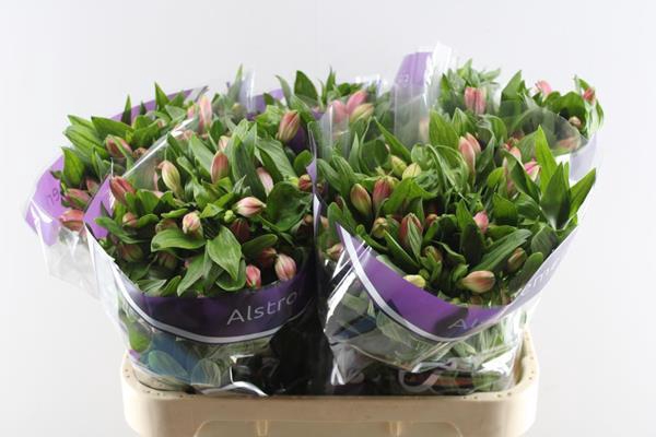 <h4>Alstr Panorama</h4>