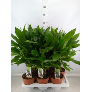 Dracaena frag. 'Steudneri'