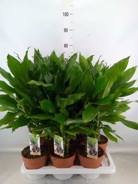 <h4>Dracaena frag. 'Steudneri'</h4>