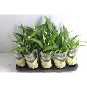 SPATHIPHYLLUM P11 MIN 5 HT COM FLOR