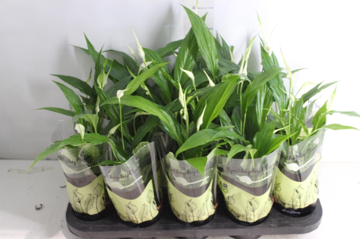 <h4>SPATHIPHYLLUM P11 MIN 5 HT COM FLOR</h4>