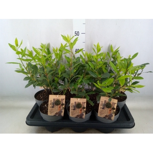 Laurus nobilis
