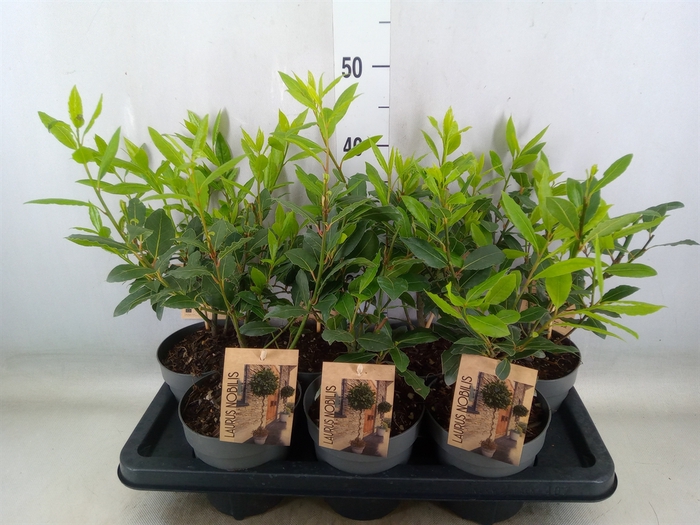 <h4>Laurus nobilis</h4>