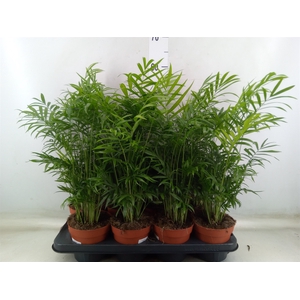 Chamaedorea elegans