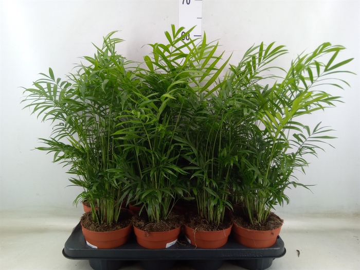 <h4>Chamaedorea elegans</h4>