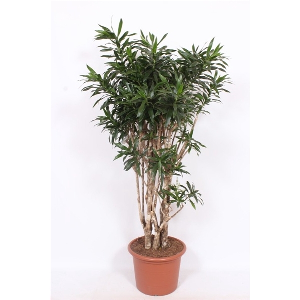 <h4>Dracaena reflexa</h4>