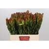 Leucadendron Laurel Yellow