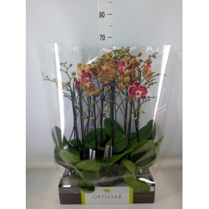 Phalaenopsis   ...red