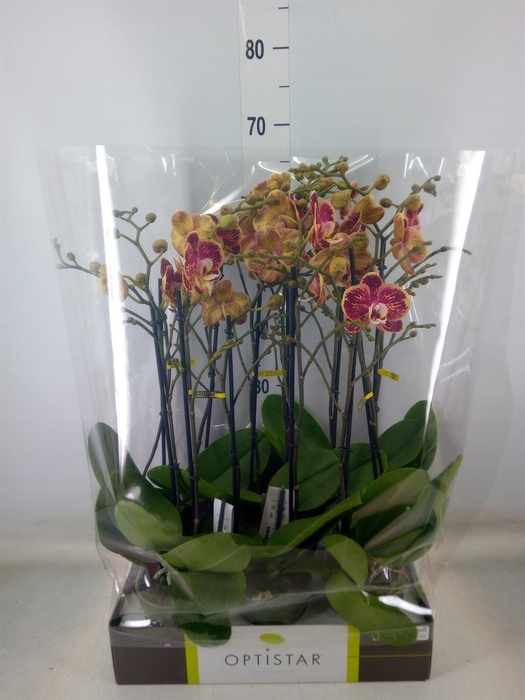 <h4>Phalaenopsis   ...red</h4>
