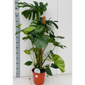 MONSTERA DELICIOSA