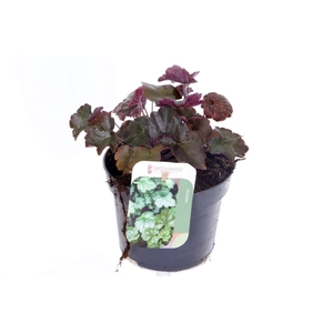 Heuchera micr. Palace Purple