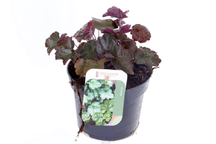 <h4>Heuchera micr. Palace Purple</h4>