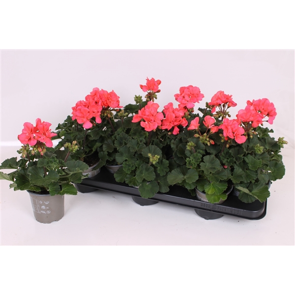 <h4>Pelargonium Zonale P10.5 - Lisa Roze</h4>