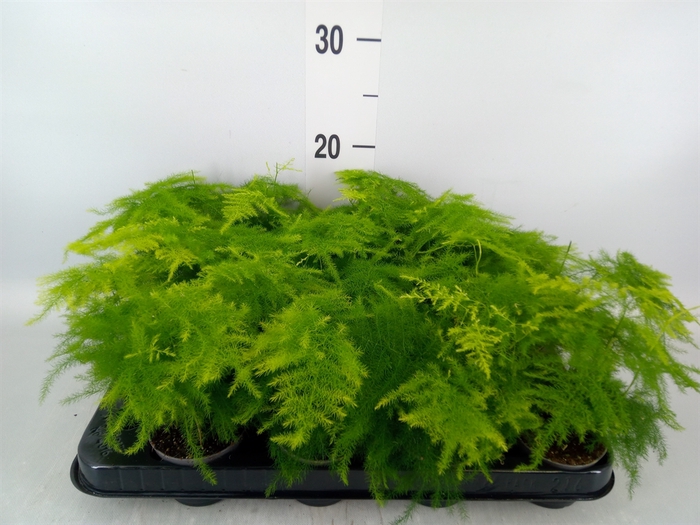 <h4>Asparagus setaceus</h4>
