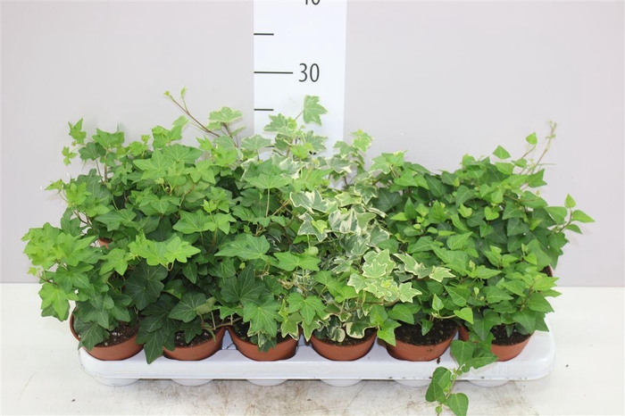 <h4>Hedera He Gemengd</h4>