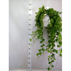 Hedera helix 'Pittsburgh'