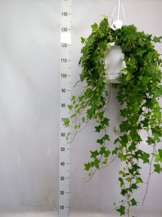 <h4>Hedera helix 'Pittsburgh'</h4>