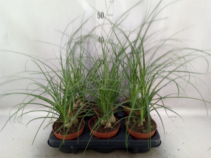 <h4>Beaucarnea recurvata</h4>