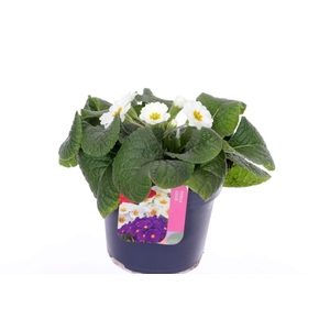 Primula elatior Veristar Late White