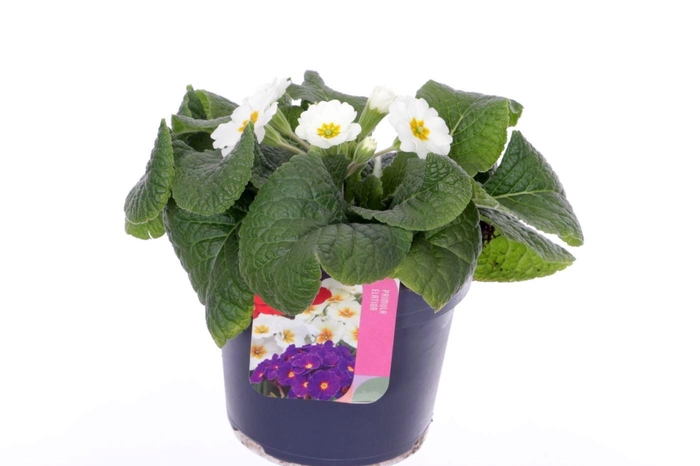 <h4>Primula elatior Veristar Late White</h4>