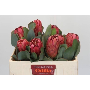 Protea Grandiceps Air