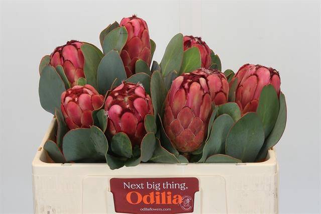 <h4>Protea Grandiceps Air</h4>