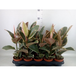 Ficus elastica 'Tineke'