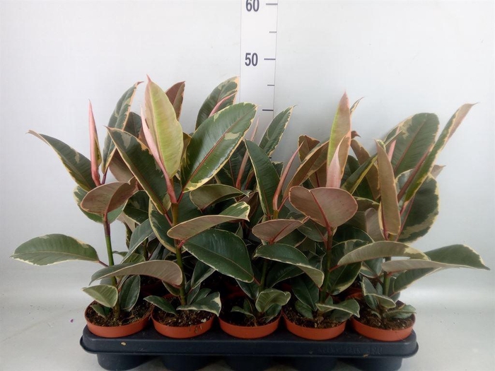 <h4>Ficus elastica 'Tineke'</h4>