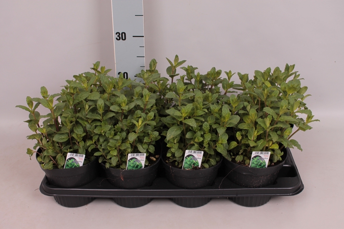 <h4>Kruiden I Mentha ( Munt )</h4>