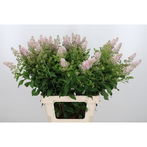 Spiraea Sal Pink Inn