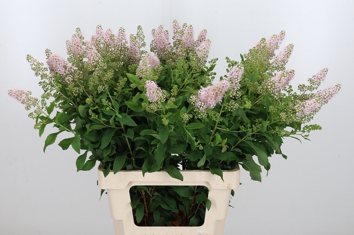 <h4>Spiraea Sal Pink Inn</h4>