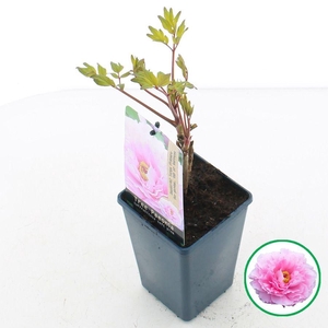 Paeonia suffruticosa licht Roze C1.5 (15cm.)