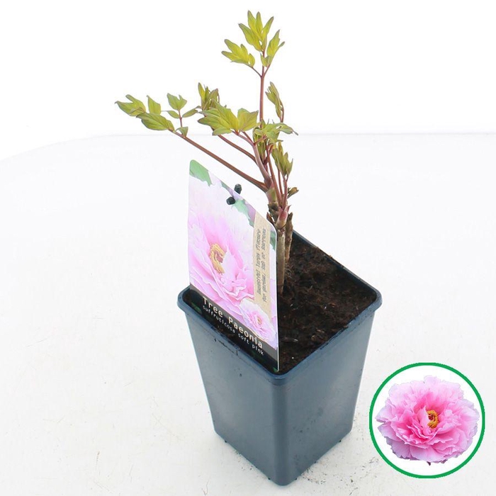 <h4>Paeonia suffruticosa licht Roze C1.5 (15cm.)</h4>