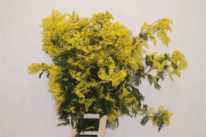<h4>Mimosa Long P Stem</h4>