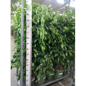 Ficus benja. 'Exotica'