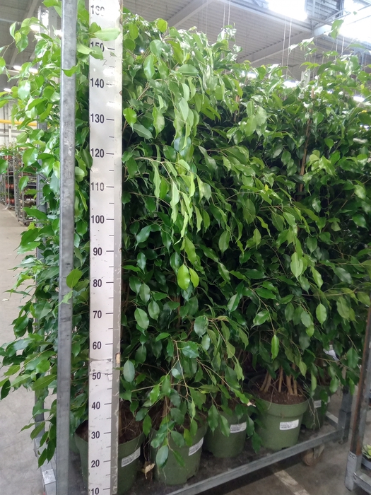 <h4>Ficus benja. 'Exotica'</h4>
