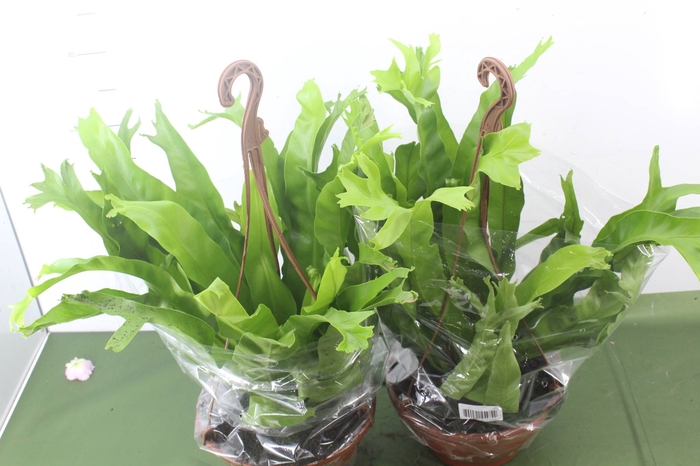 <h4>ASPLENIUM CRISSIE C21</h4>