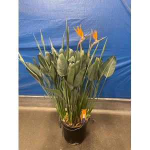 Strelitzia Reginae 40Ø 170cm 12fl