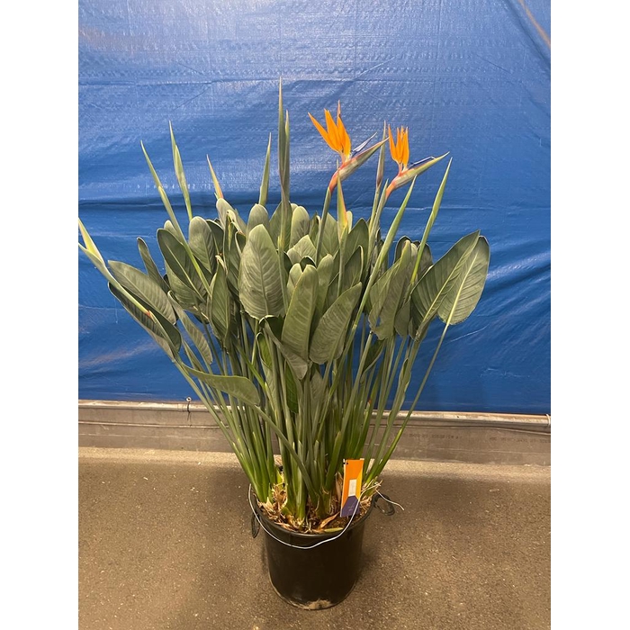 <h4>Strelitzia Reginae 40Ø 170cm 12fl</h4>