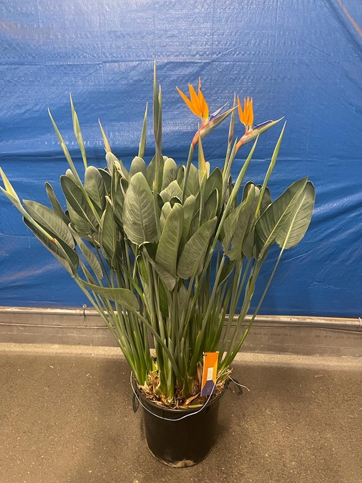 Strelitzia Reginae 40Ø 170cm 12fl