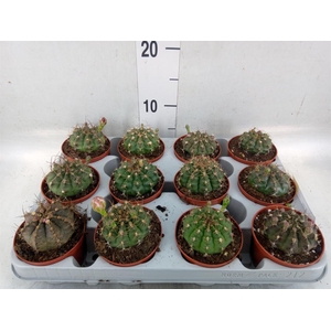 Gymnocalycium mihanov.   ...