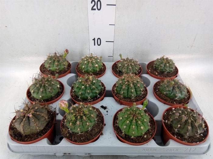 <h4>Gymnocalycium mihanov.   ...</h4>