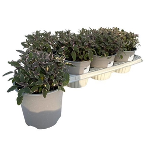 Salvia officinalis Purpurascens