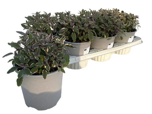 <h4>Salvia officinalis Purpurascens</h4>