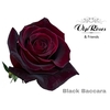 R GR BLACK BACCARA