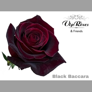 R GR BLACK BACCARA