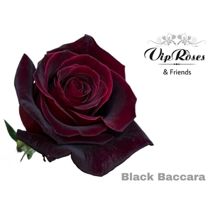 R GR BLACK BACCARA